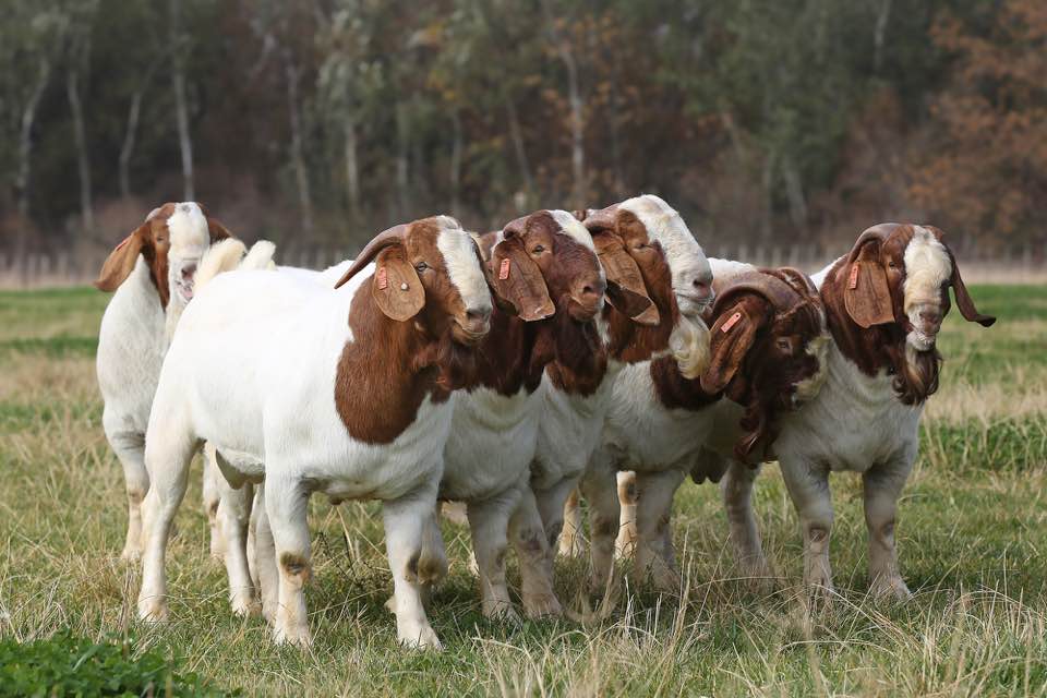 Boer Goats